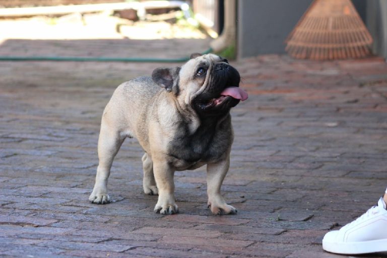 Fredka French Bulldog adult (5)