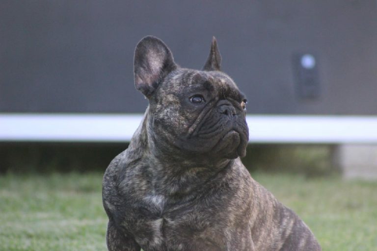 Fredka French Bulldog adult (50)
