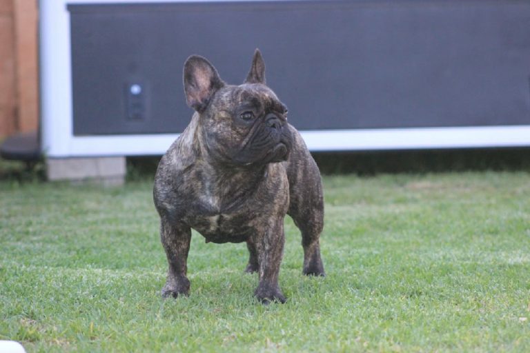 Fredka French Bulldog adult (51)