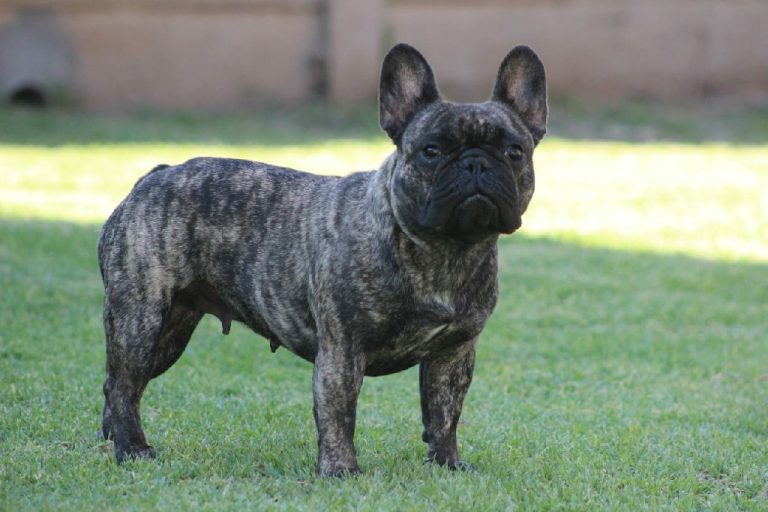 Fredka French Bulldog adult (52)