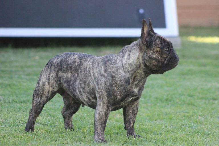 Fredka French Bulldog adult (53)