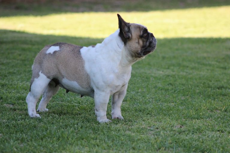 Fredka French Bulldog adult (56)