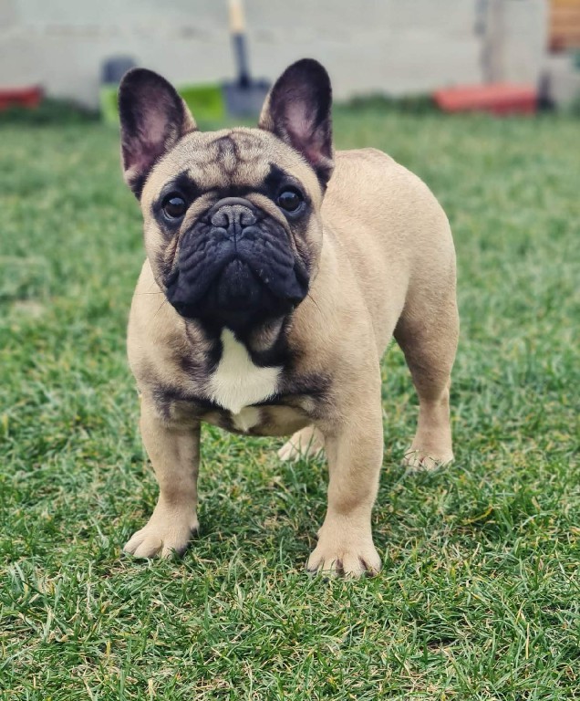 Fredka French Bulldog adult (57)
