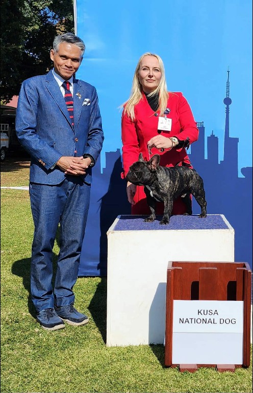 Fredka French Bulldog adult (58)