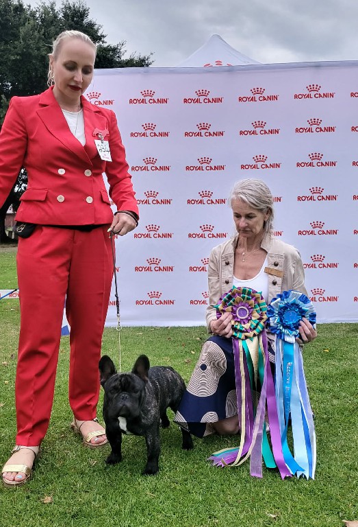 Fredka French Bulldog adult (59)