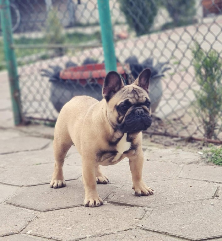 Fredka French Bulldog adult (61)