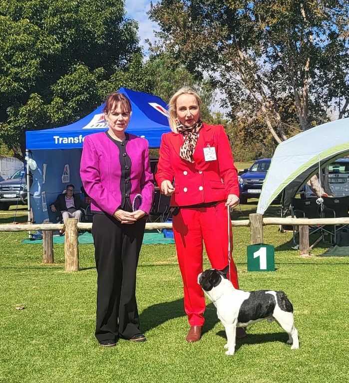 Fredka French Bulldog adult (62)