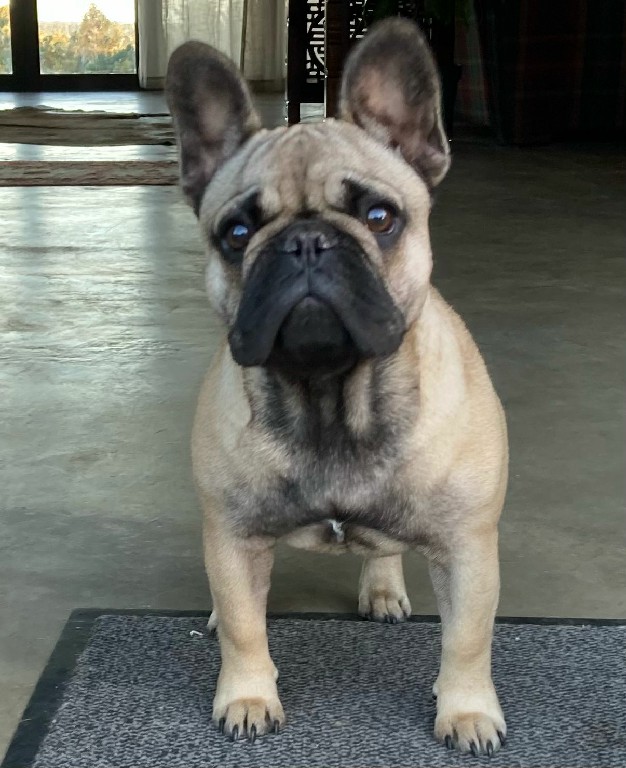 Fredka French Bulldog adult (65)