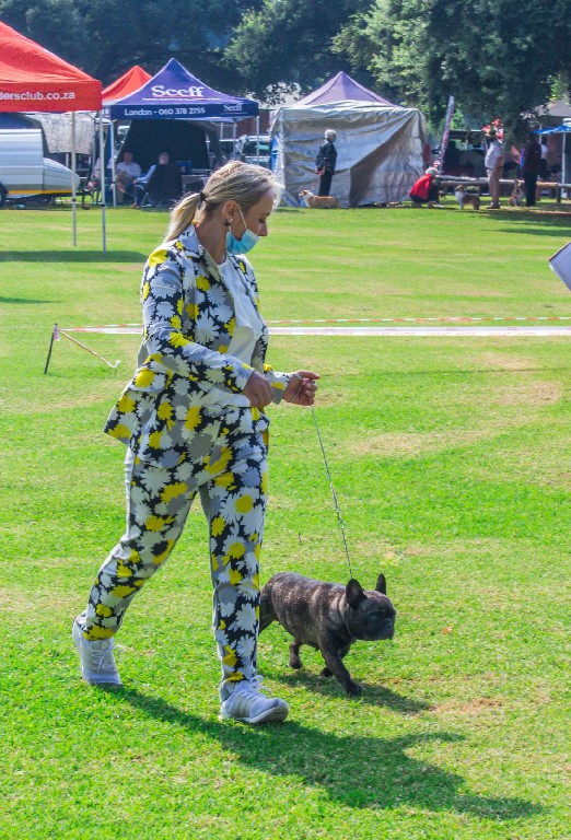 Fredka French Bulldog adult (66)