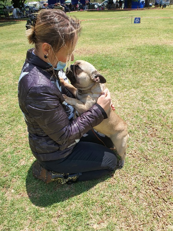 Fredka French Bulldog adult (67)