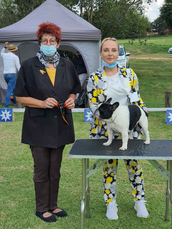 Fredka French Bulldog adult (68)