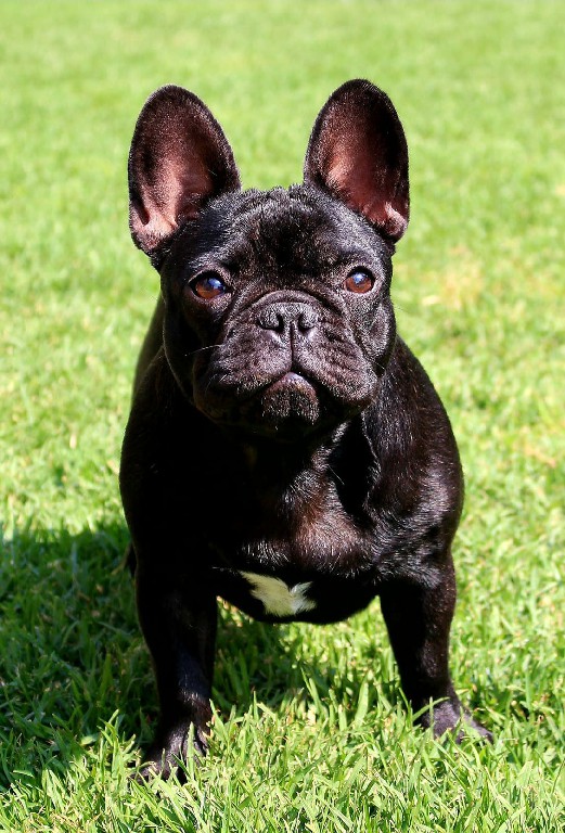 Fredka French Bulldog adult (69)