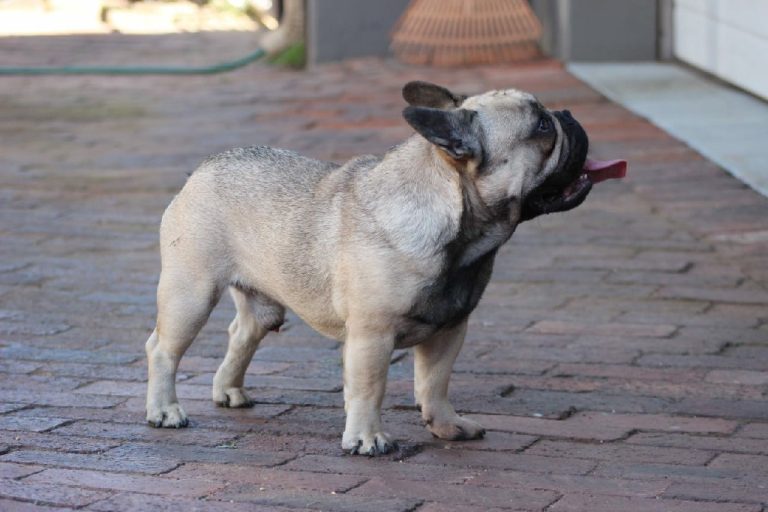 Fredka French Bulldog adult (7)