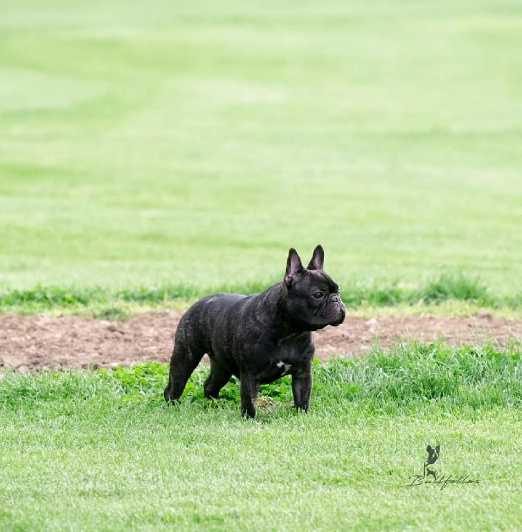 Fredka French Bulldog adult (70)