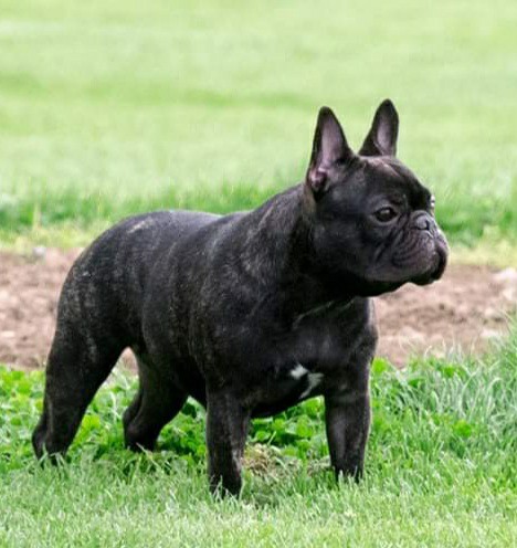Fredka French Bulldog adult (71)