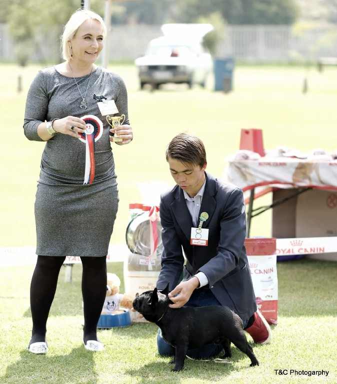 Fredka French Bulldog adult (72)