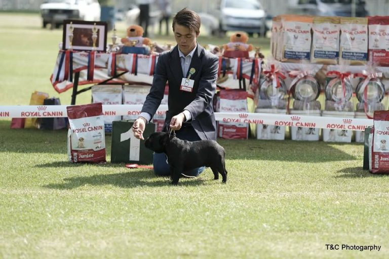 Fredka French Bulldog adult (74)