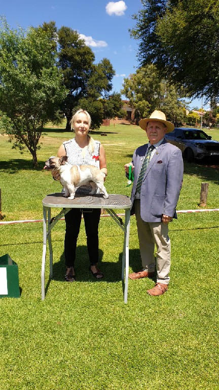 Fredka French Bulldog adult (76)