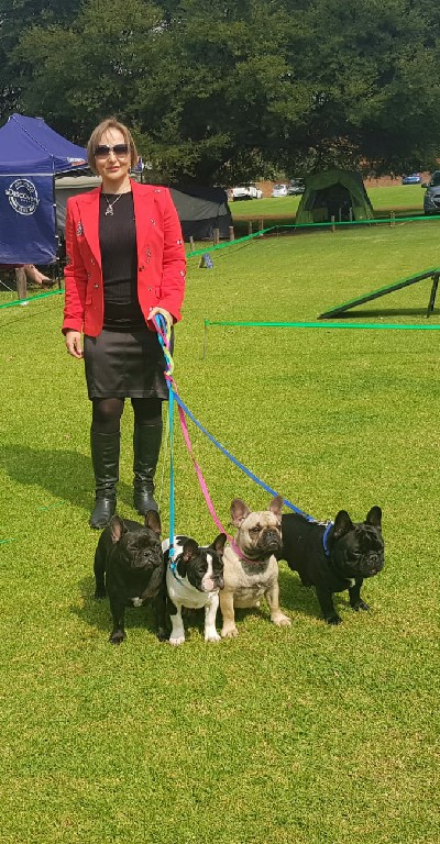 Fredka French Bulldog adult (78)