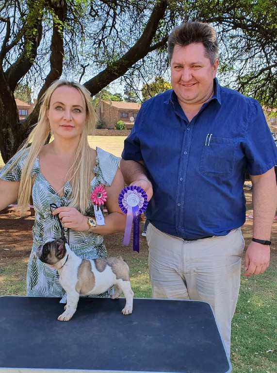 Fredka French Bulldog adult (79)