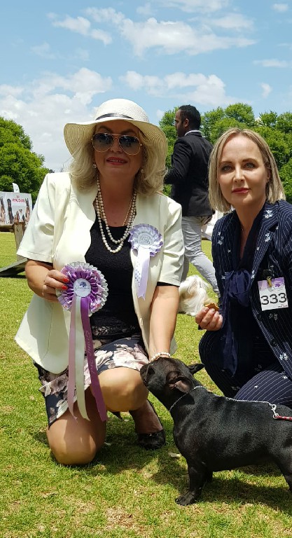 Fredka French Bulldog adult (81)