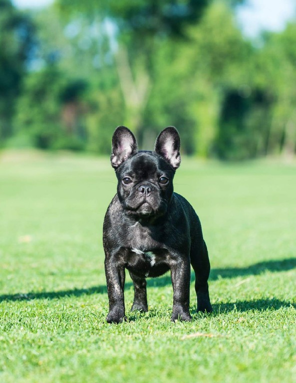 Fredka French Bulldog adult (82)