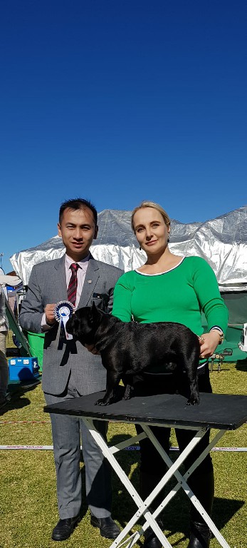 Fredka French Bulldog adult (83)