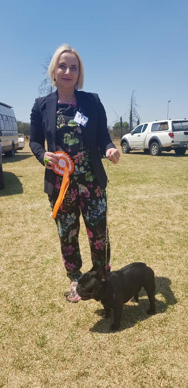 Fredka French Bulldog adult (85)