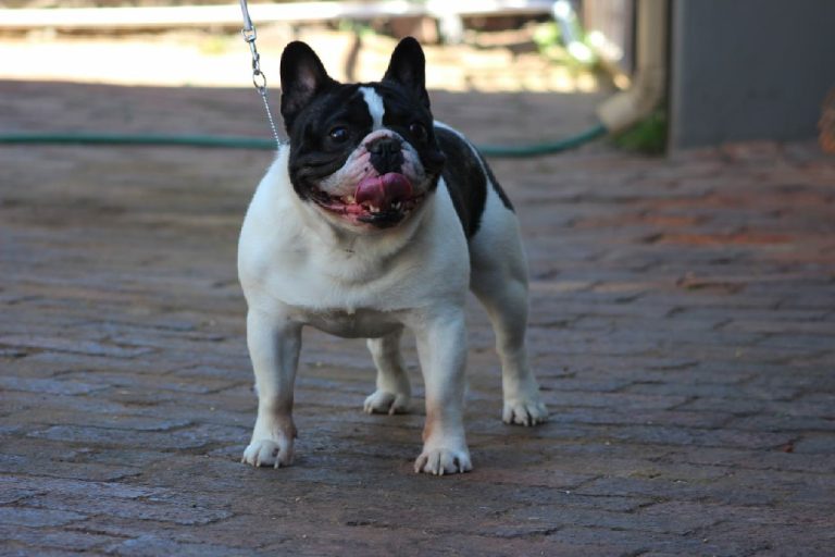 Fredka French Bulldog adult (9)
