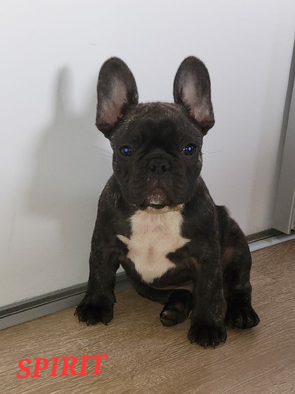 Fredka French Bulldog puppy Image (1)