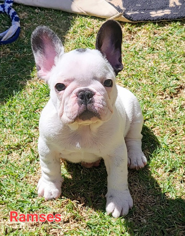Fredka French Bulldog puppy Image (10)