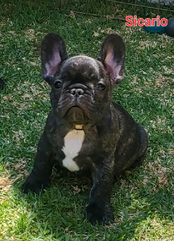 Fredka French Bulldog puppy Image (11)