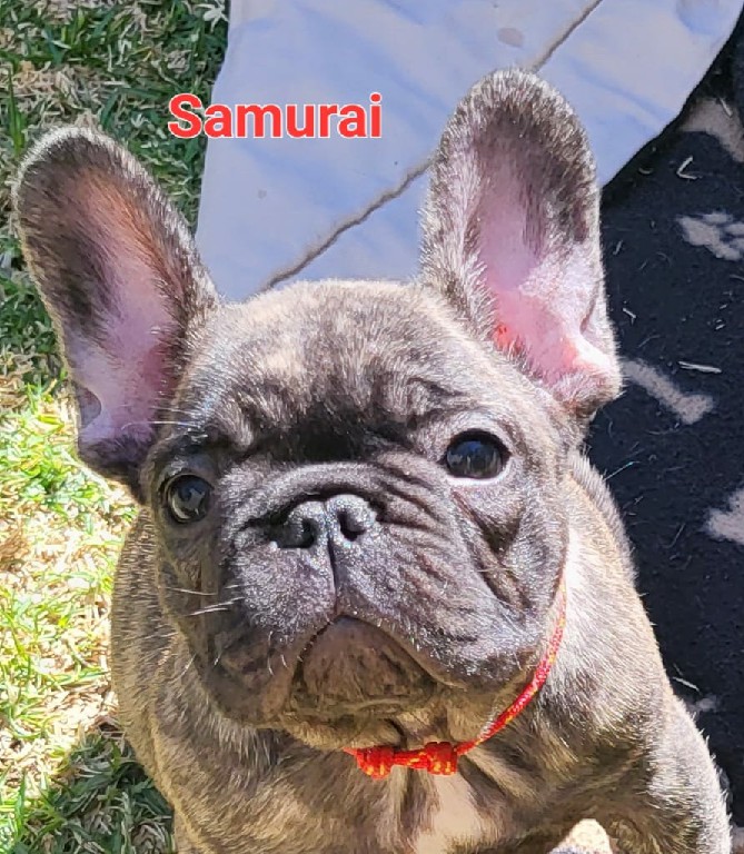 Fredka French Bulldog puppy Image (12)