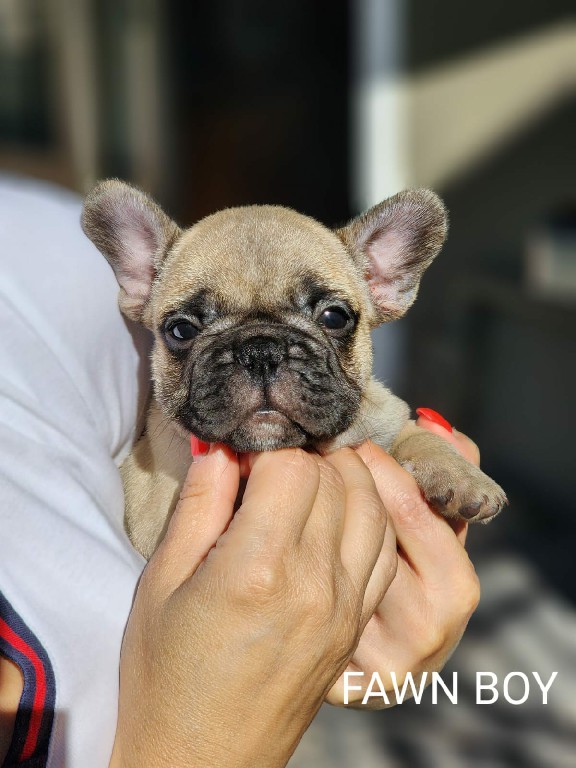 Fredka French Bulldog puppy Image (13)