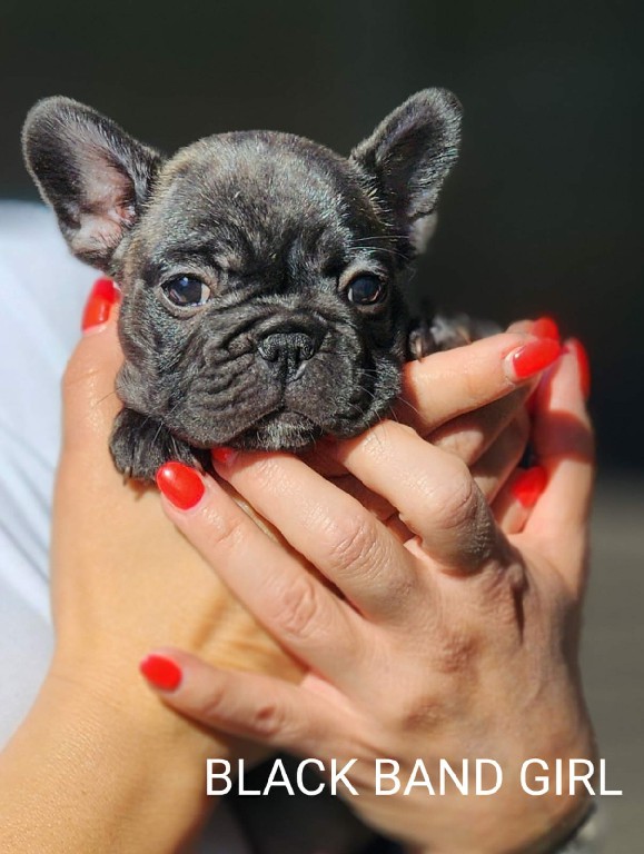 Fredka French Bulldog puppy Image (14)