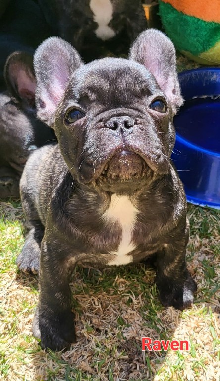 Fredka French Bulldog puppy Image (15)