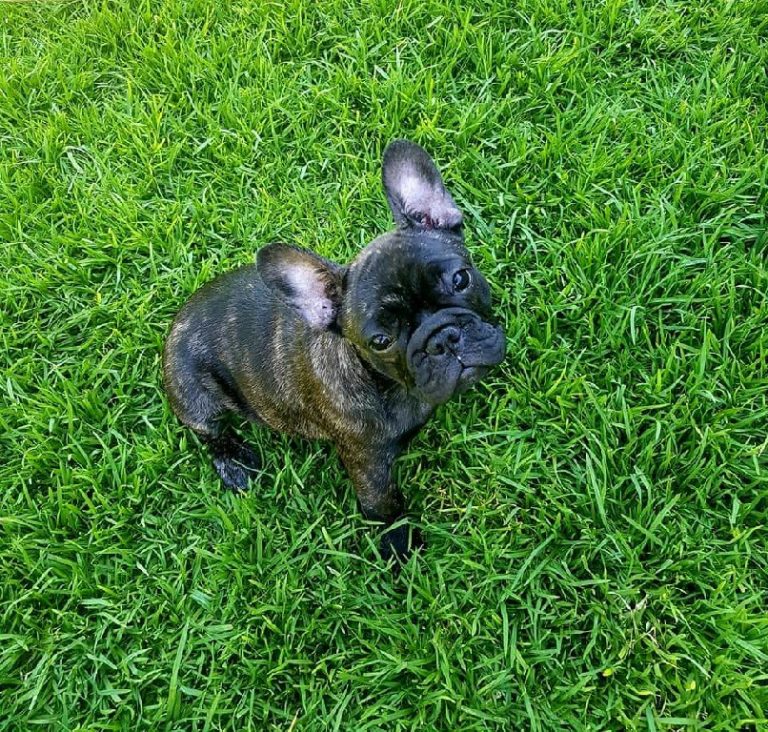 Fredka French Bulldog puppy Image (17)