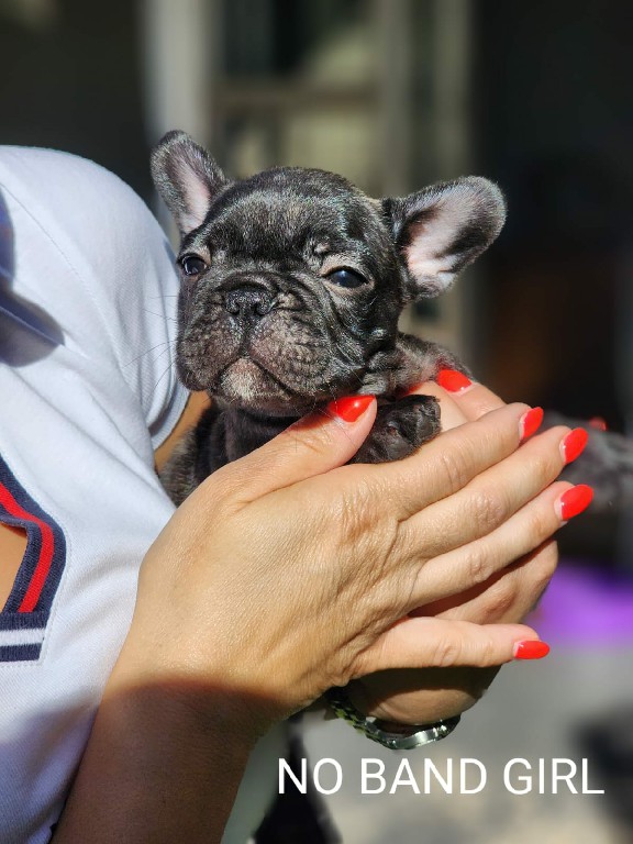 Fredka French Bulldog puppy Image (18)