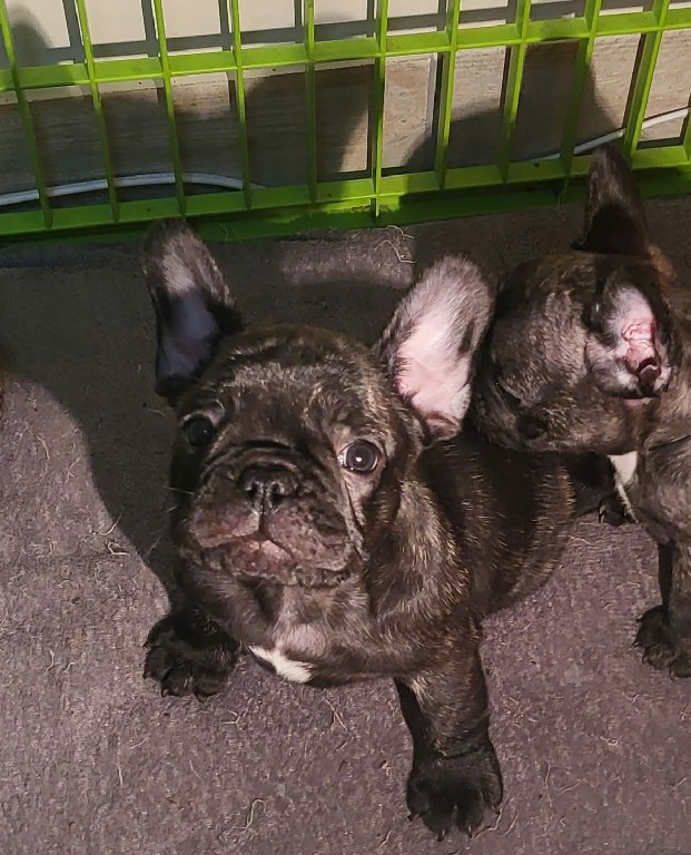 Fredka French Bulldog puppy Image (19)