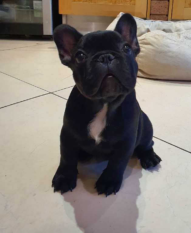 Fredka French Bulldog puppy Image (2)