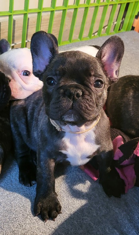 Fredka French Bulldog puppy Image (20)