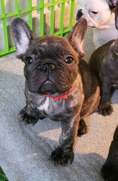 Fredka French Bulldog puppy Image (21)