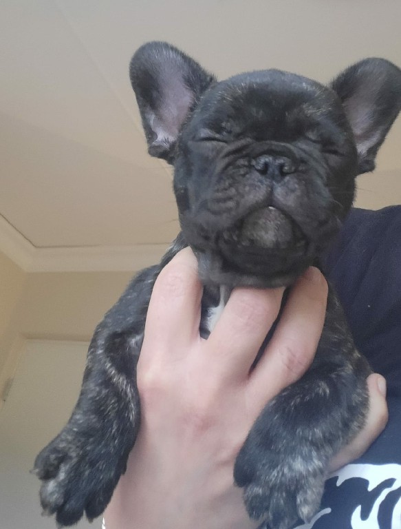 Fredka French Bulldog puppy Image (22)