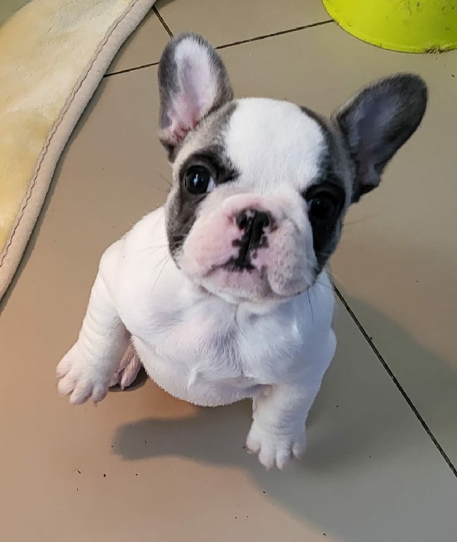 Fredka French Bulldog puppy Image (23)