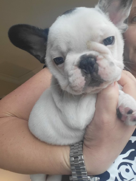 Fredka French Bulldog puppy Image (24)