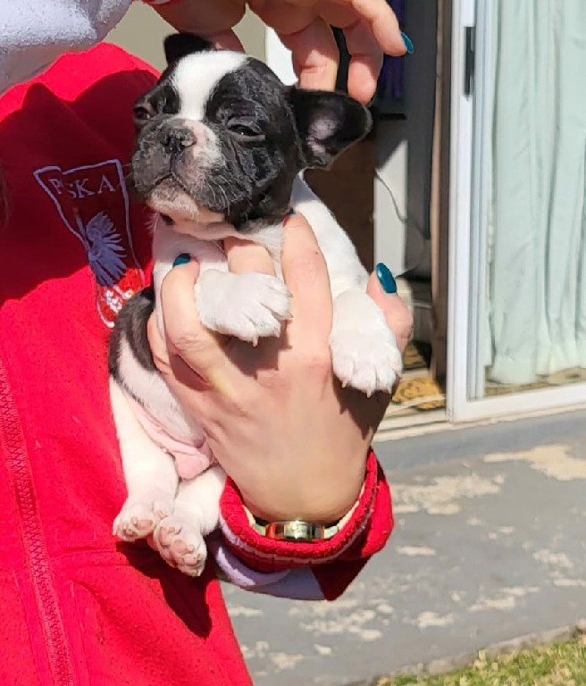 Fredka French Bulldog puppy Image (25)
