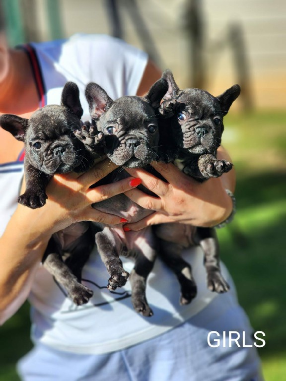Fredka French Bulldog puppy Image (26)