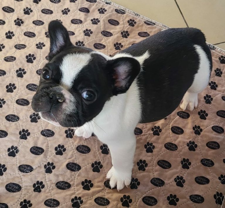 Fredka French Bulldog puppy Image (27)