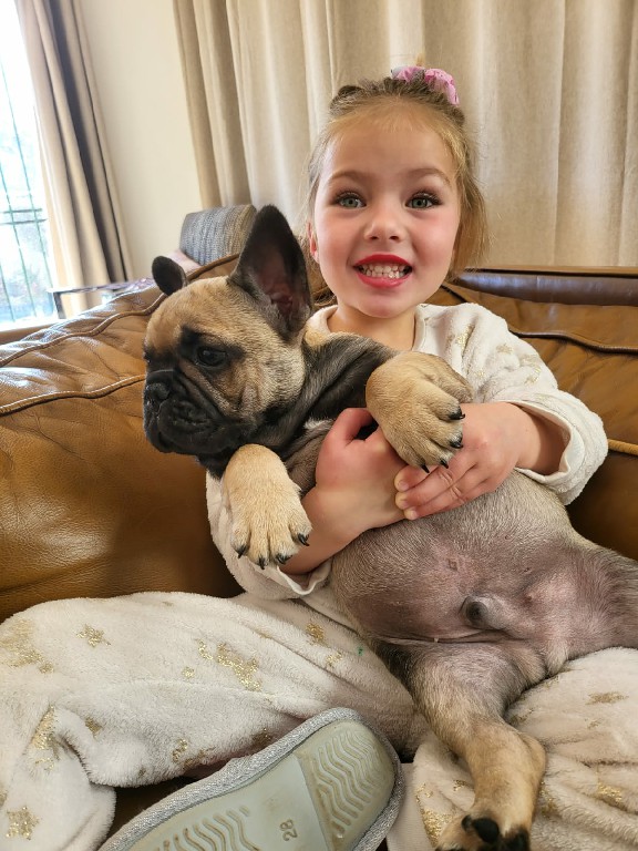 Fredka French Bulldog puppy Image (28)