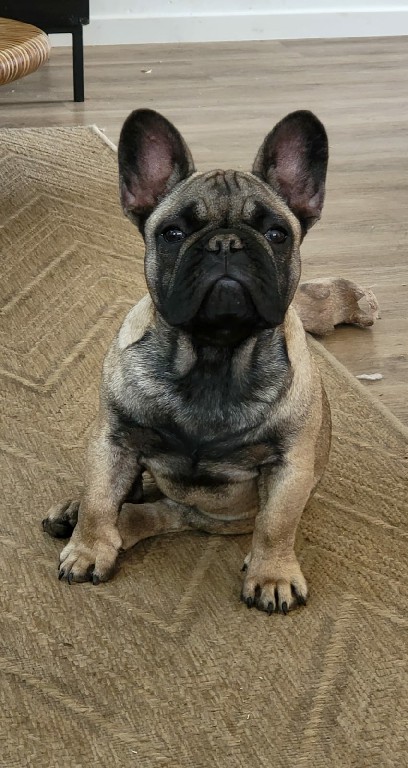 Fredka French Bulldog puppy Image (29)
